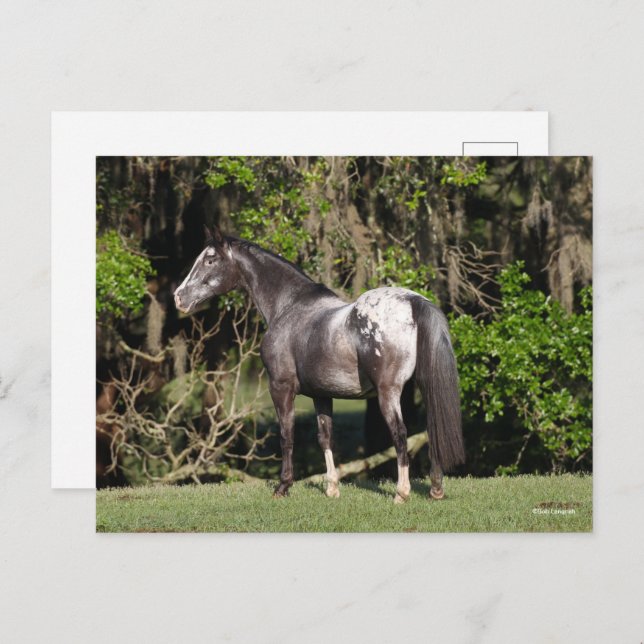 Bob Langrish | Appaloosa Standing Postcard (Front/Back)