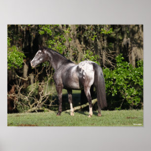 Bob Langrish   Appaloosa Standing Poster