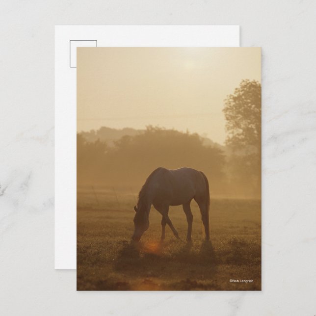 Bob Langrish | Arab Grazing At Sunset Postcard (Front/Back)