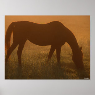Bob Langrish   Arab Grazing In The Mist Poster