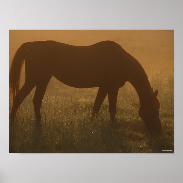 Bob Langrish | Arab Grazing In The Mist Poster (Front)