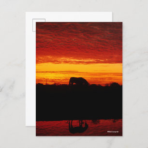 Bob Langrish   Arab Horse Grazing at Sunset Postcard