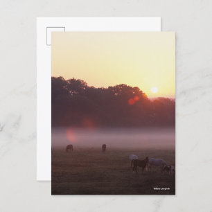 Bob Langrish   Arab Horses Grazing at Sunrise Postcard