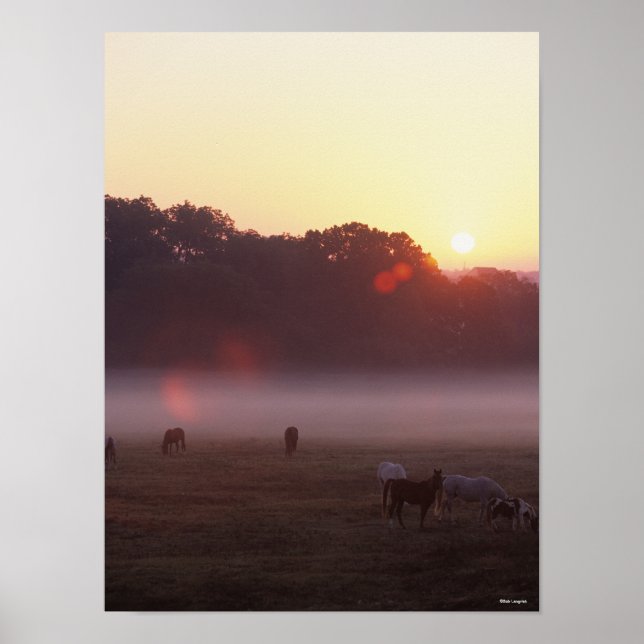 Bob Langrish | Arab Horses Grazing at Sunrise Poster (Front)