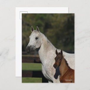 Bob Langrish Arab Mare and Foal headshot Postcard