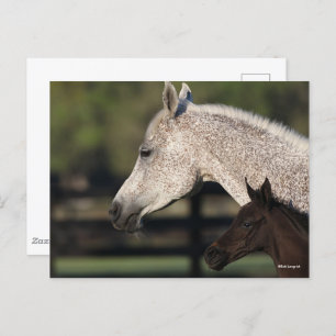 Bob Langrish Arab Mare and Foal Headshot Postcard