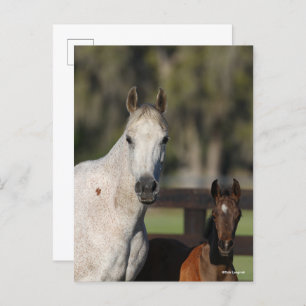 Bob Langrish Arab Mare and Foal Standing Headshot Postcard