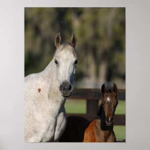 Bob Langrish Arab Mare and Foal Standing Headshot Poster