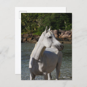 Bob Langrish Arab Mare Standing In Water Headshot Postcard