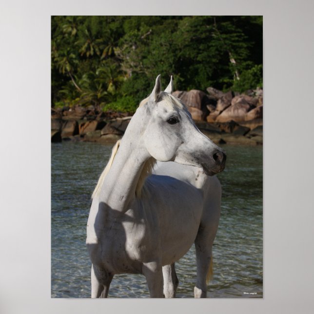 Bob Langrish Arab Mare Standing In Water Headshot Poster (Front)