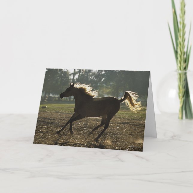 Bob Langrish | Arab Running Backlit Card (Front)