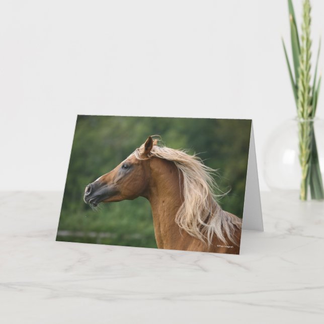 Bob Langrish | Arab Stallion headshot Mane Flowing Card (Front)