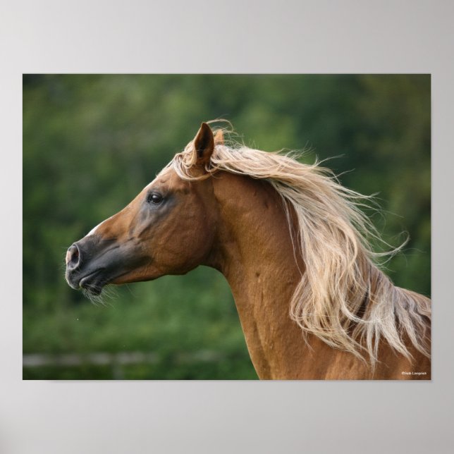 Bob Langrish | Arab Stallion headshot Mane Flowing Poster (Front)