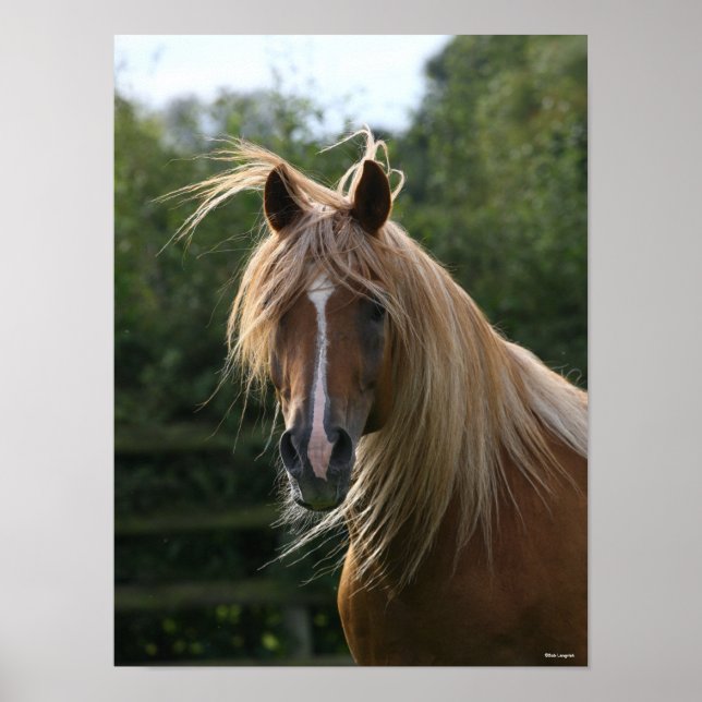 Bob Langrish | Arab Stallion Headshot Poster (Front)