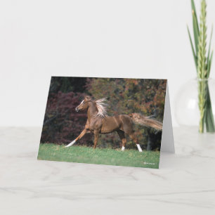 Bob Langrish   Arab Stallion Mane and Tail Flowing Card