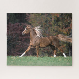 Bob Langrish Arab Stallion Mane and Tail Flowing Jigsaw Puzzle