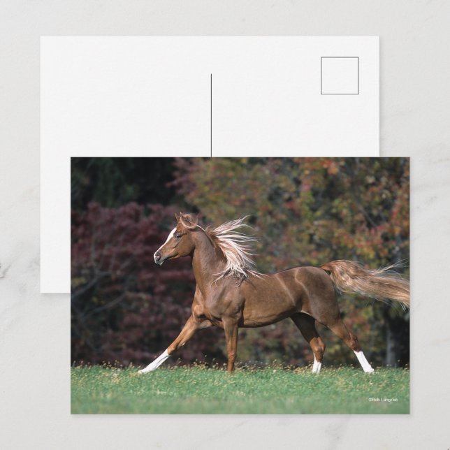 Bob Langrish | Arab Stallion Mane and Tail Flowing Postcard (Front/Back)