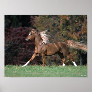 Bob Langrish   Arab Stallion Mane and Tail Flowing Poster
