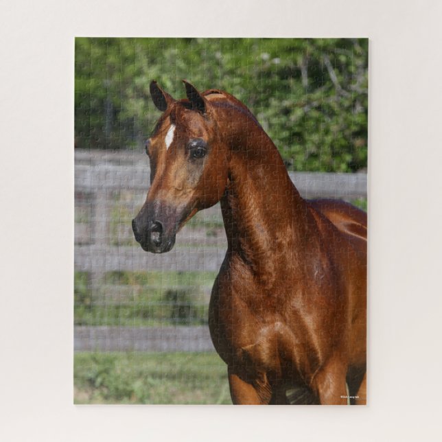 Bob Langrish | Arab Stallion Standing headshot Jigsaw Puzzle (Vertical)
