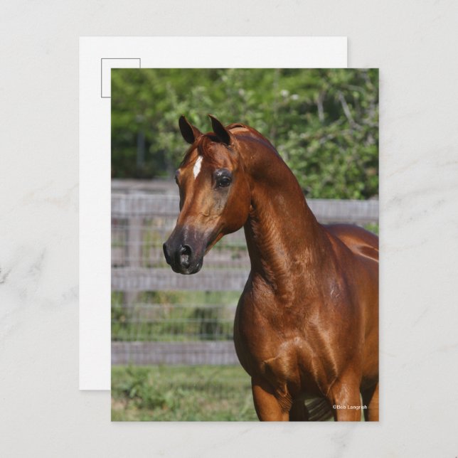 Bob Langrish | Arab Stallion Standing headshot Postcard (Front/Back)