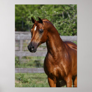 Bob Langrish   Arab Stallion Standing headshot Poster
