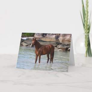 Bob Langrish   Arab Stallion Standing In Water Card