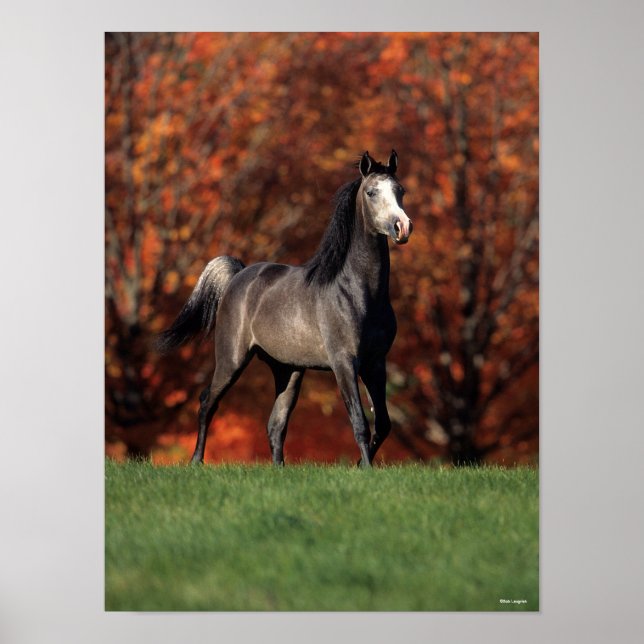 Bob Langrish | Arab Standing Autumn Background Poster (Front)