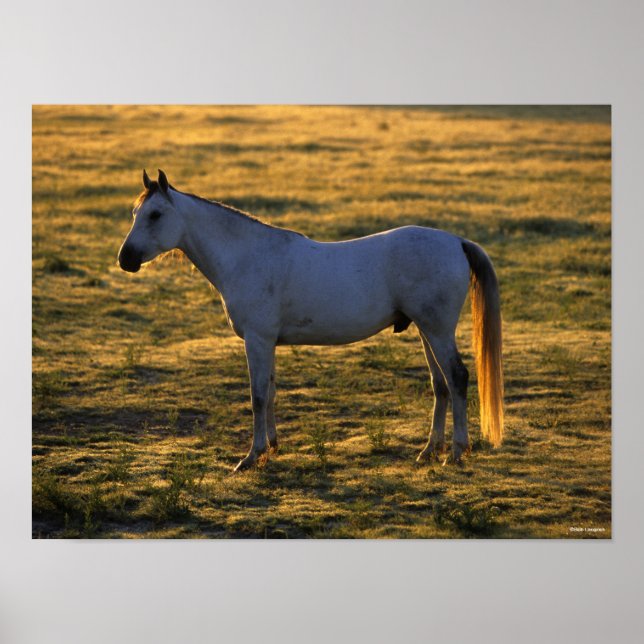Bob Langrish | Arab Standing Backlit Poster (Front)