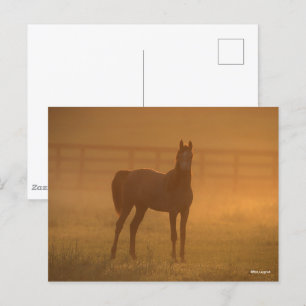 Bob Langrish Arab Standing In Mist Postcard