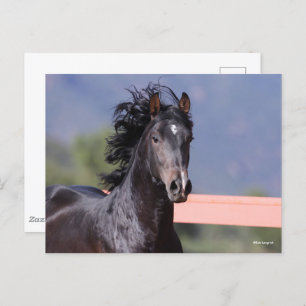 Bob Langrish Back Andalucian Headshot Postcard