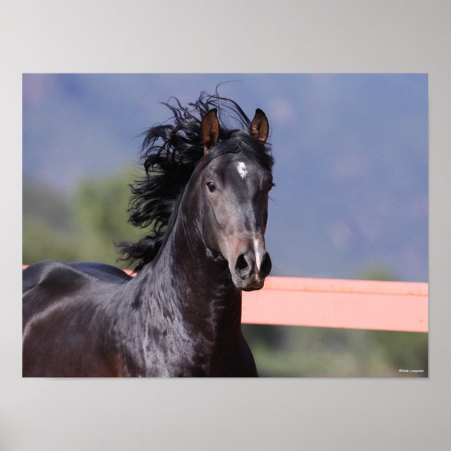 Bob Langrish | Back Andalucian Headshot Poster (Front)