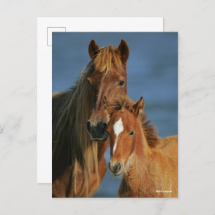 Bob Langrish Baker Pony Mare and Foal headshot Postcard