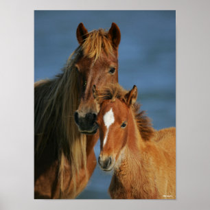 Bob Langrish   Baker Pony Mare and Foal headshot Poster