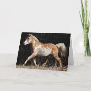 Bob Langrish Bashkir Curly Horse Stallion Walking Card