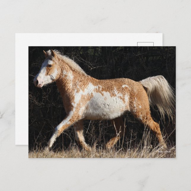 Bob Langrish Bashkir Curly Horse Stallion Walking Postcard (Front/Back)