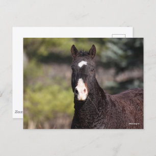 Bob Langrish Bashkir Curly Mare headshot Postcard