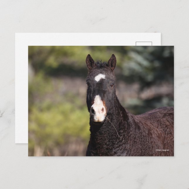 Bob Langrish | Bashkir Curly Mare headshot Postcard (Front/Back)