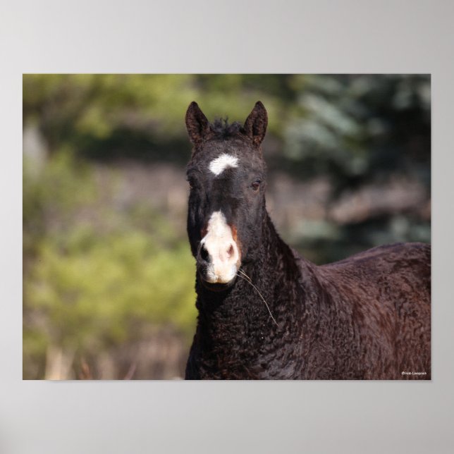 Bob Langrish | Bashkir Curly Mare headshot Poster (Front)