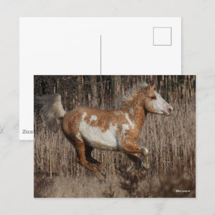 Bob Langrish Bashkir Curly Stallion Running Postcard