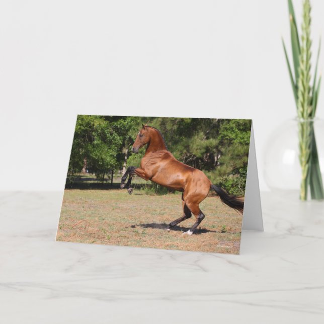 Bob Langrish | Bay Akhal Teke Stallion Rearing Card (Front)