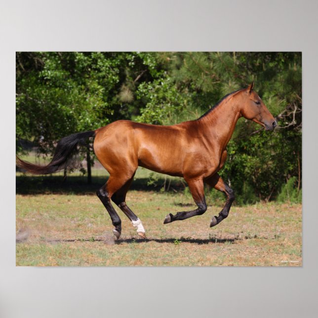 Bob Langrish | Bay Akhal Teke Stallion Running Poster (Front)
