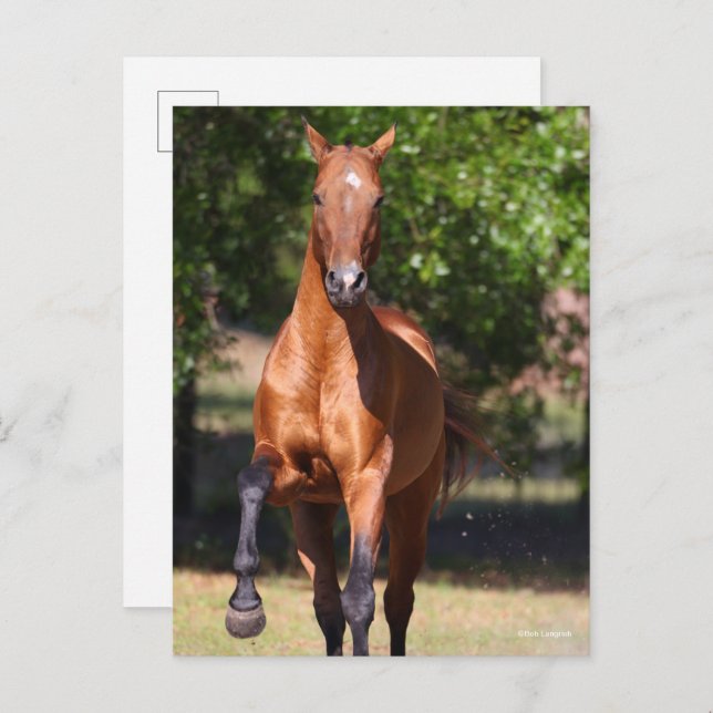 Bob Langrish | Bay Akhal Teke Standing Postcard (Front/Back)