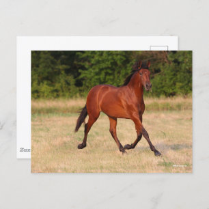 Bob Langrish   Bay Andalucian Colt In Field Postcard