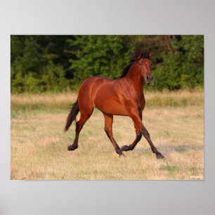 Bob Langrish   Bay Andalucian Colt In Field Poster