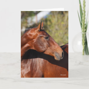 Bob Langrish   Bay Andalucian Headshot Card