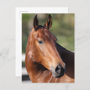 Bob Langrish Bay Andalucian Headshot Postcard