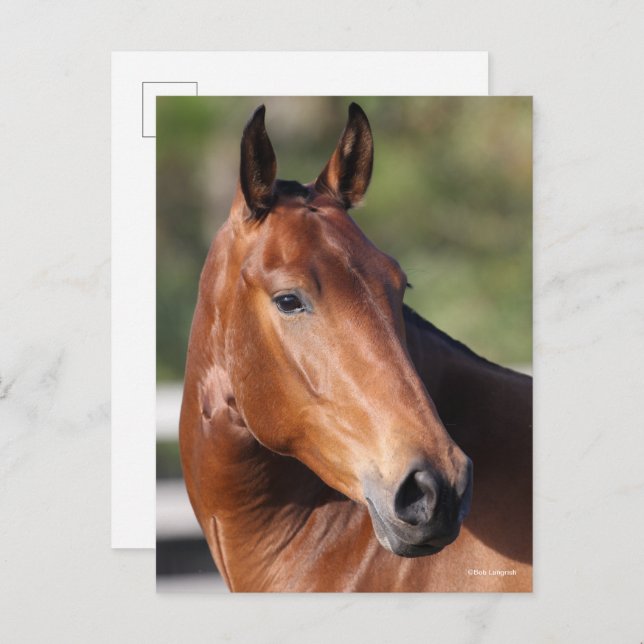 Bob Langrish | Bay Andalucian Headshot Postcard (Front/Back)