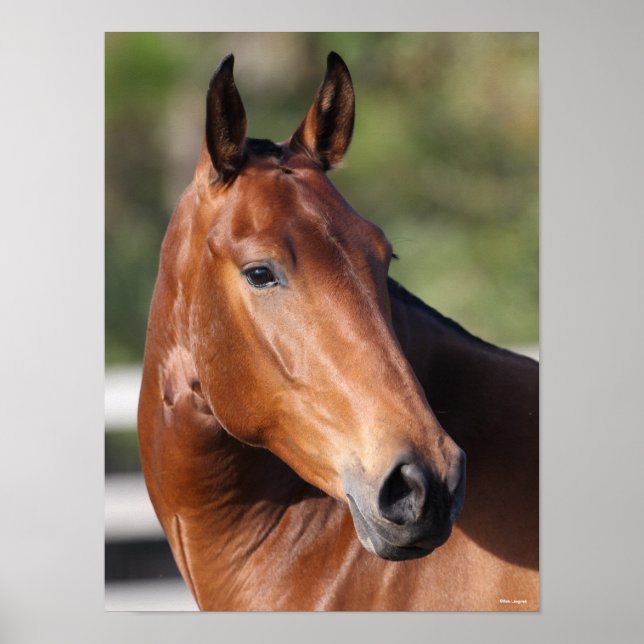Bob Langrish | Bay Andalucian Headshot Poster (Front)