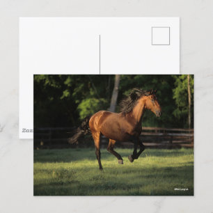 Bob Langrish   Bay Andalucian Horse Running Postcard
