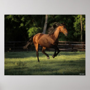 Bob Langrish   Bay Andalucian Horse Running Poster